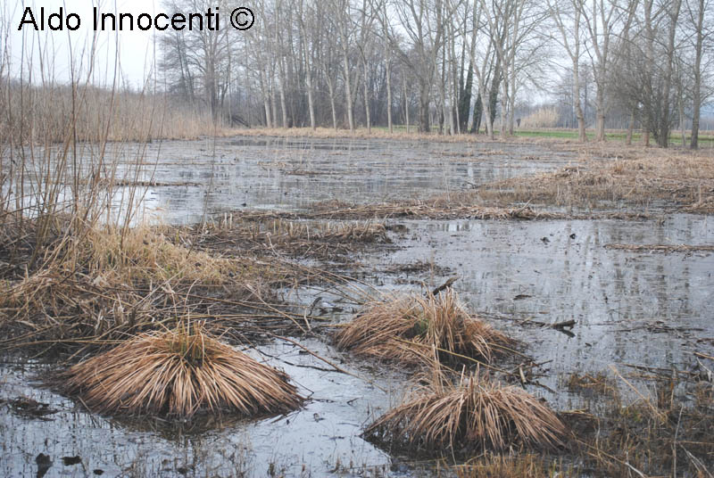 LAGO DI SIBOLLA: 14' IMMAGINE